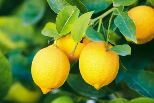 Fresh Yellow Eureka Lemon
