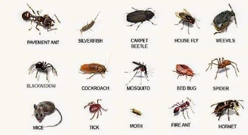 Public Health Pesticides