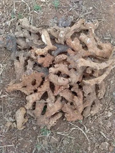 Freeze Dried Ginger, Packaging Type: Gunny Bag, Packaging Size: 1 kg