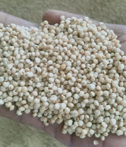 White Sorghum For Birds, Grain