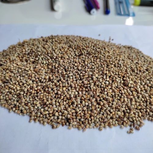 Natural Cleaned Green Millet Animal Feed for Cattle (25 kg)