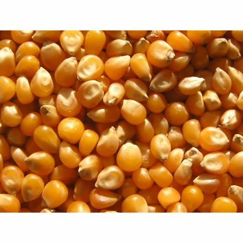 Yellow Corn Kernel, Hybrid, For Grain