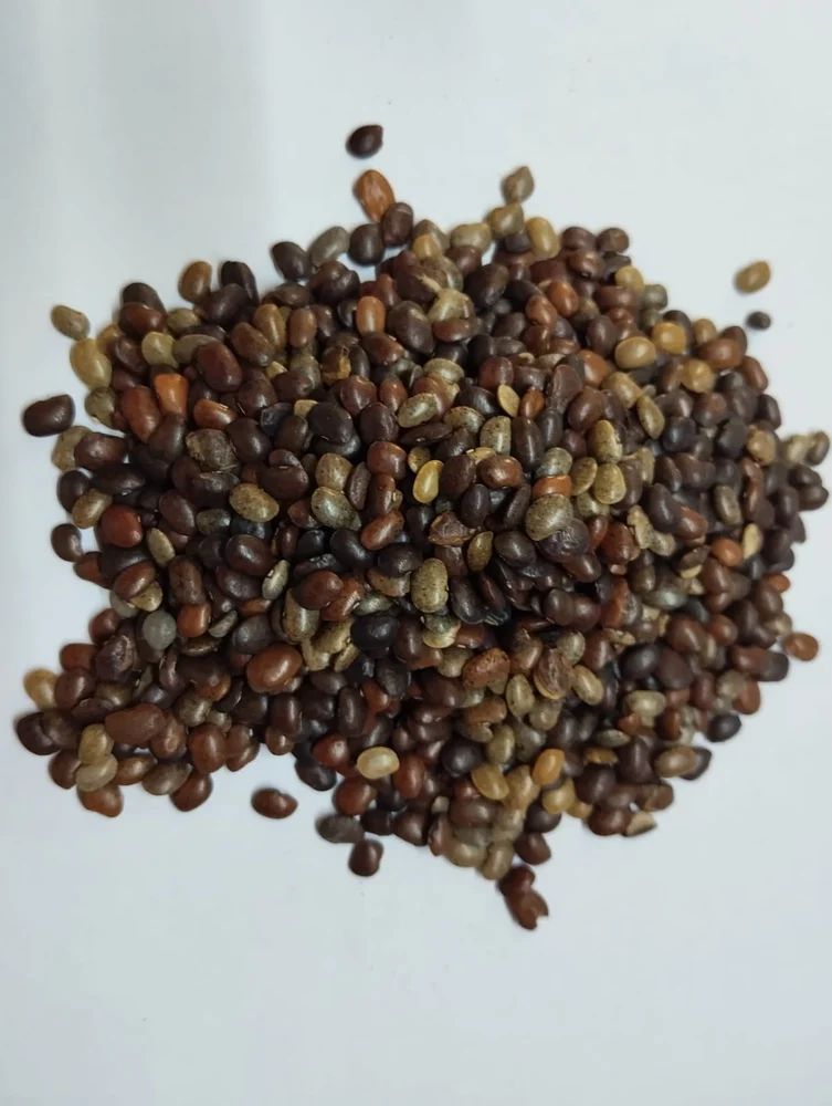 HORSE GRAM GAHAT DAL HIMALAYAN