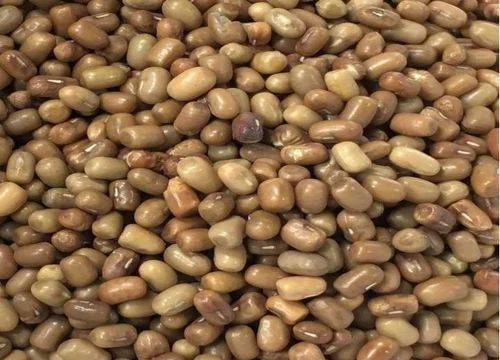 Moth Beans Mataki