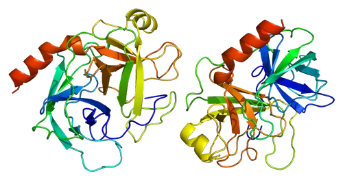 Trypsin Enzyme