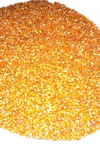 Yellow Maize, High in Protein