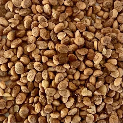 Dried Chironji Seeds