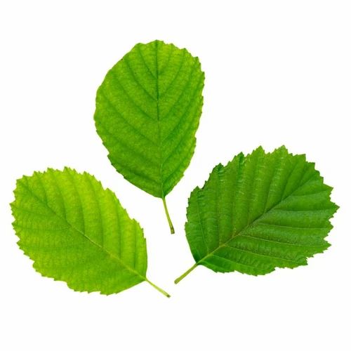 Fresh Amla Leaves, Packaging Size: Loose