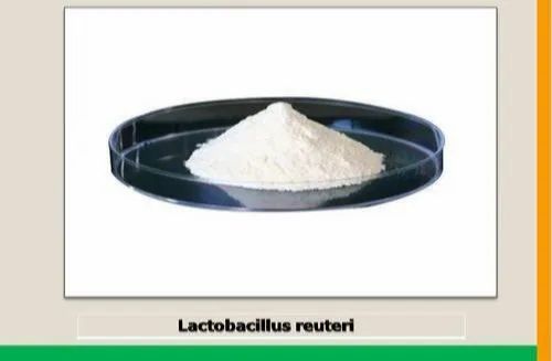 Lactobacillus Reuteri, 5 Kg