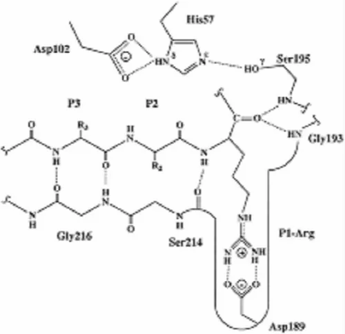 Trypsin Chymotrypsin Enzyme