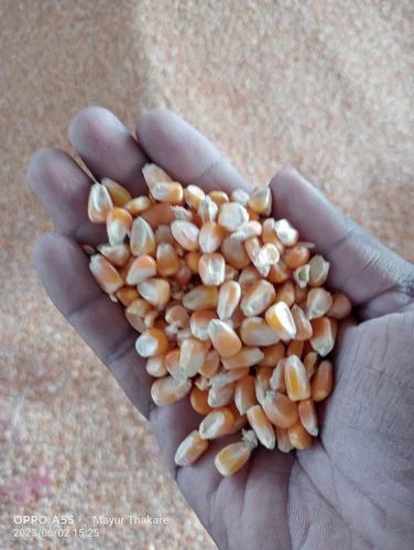 Maize, High in Protein