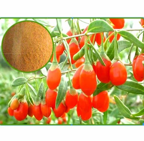 A Grade Wolfberry, Packaging Type: Carton, Packaging Size: 5 Kg