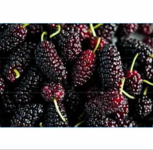 Green Terminalia Chebula Mulberry Berry, Packaging Type: Plastic Bag