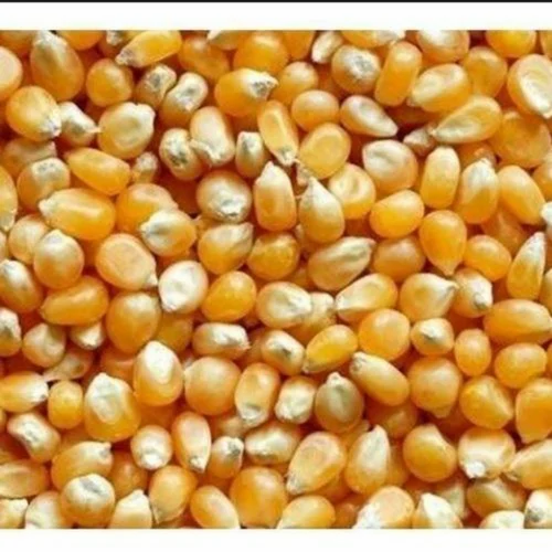 Vinayak Yellow Organic popCorn Maize
