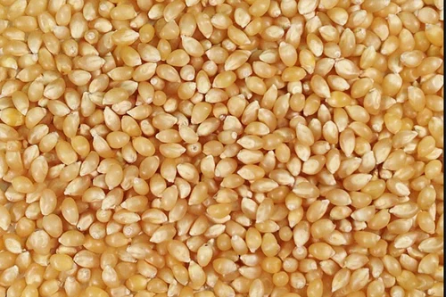 Salted Popcorn Maize Seeds