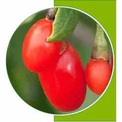 Lycium Barbarum