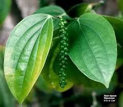 Piperine