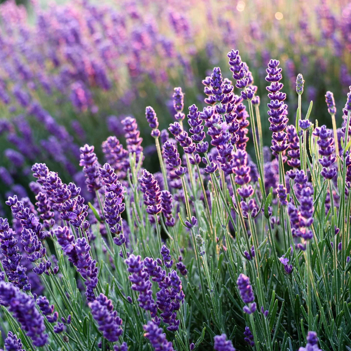 Lavender Flower