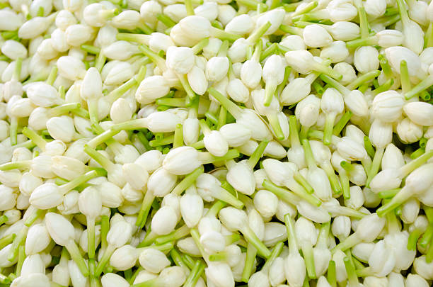 Jasmine Flower