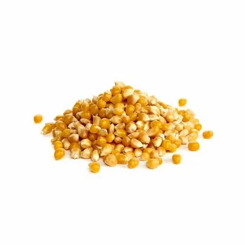 Popcorn Kernel Suppliers, 30 Kgs