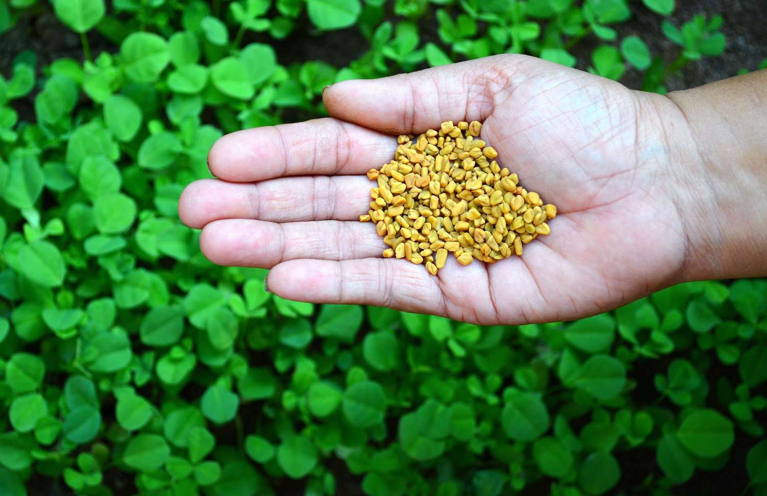 Fenugreek Seed