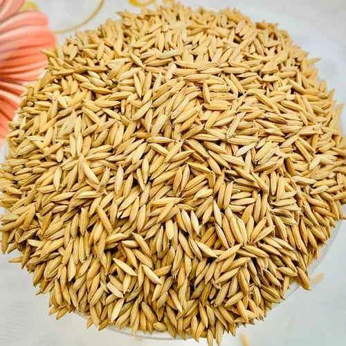 Yellow Organic Paddy Rice, Packaging Type: Loose