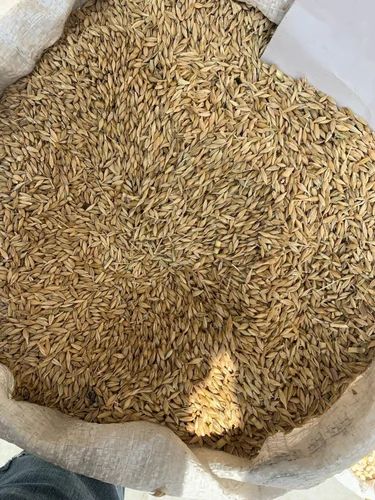 Brown Paddy Rice Dhan, Packaging Type: Sack Bag, Packaging Size: 50kg