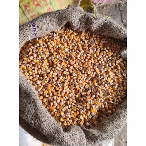 Yellow Kishan Variety Unpolished Raw Maize, For Human Consumption