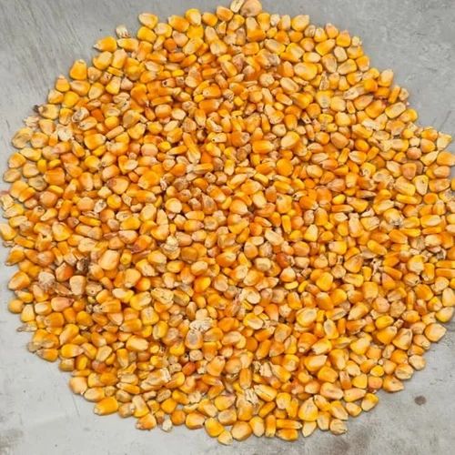 Yellow Kishan Variety Unpolished Raw Maize, For Grain