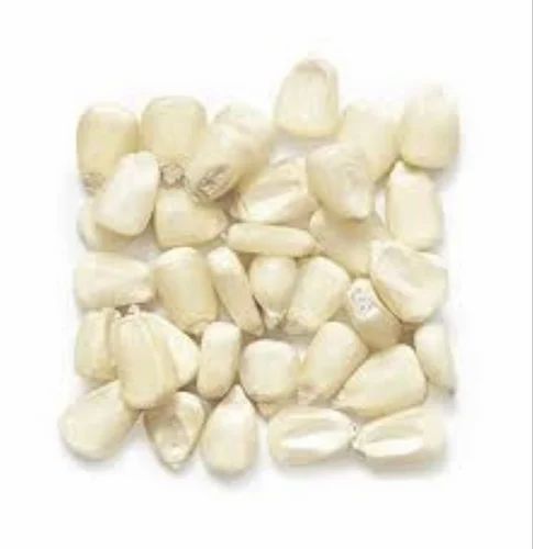 Normal White Maize Grain, High in Protein