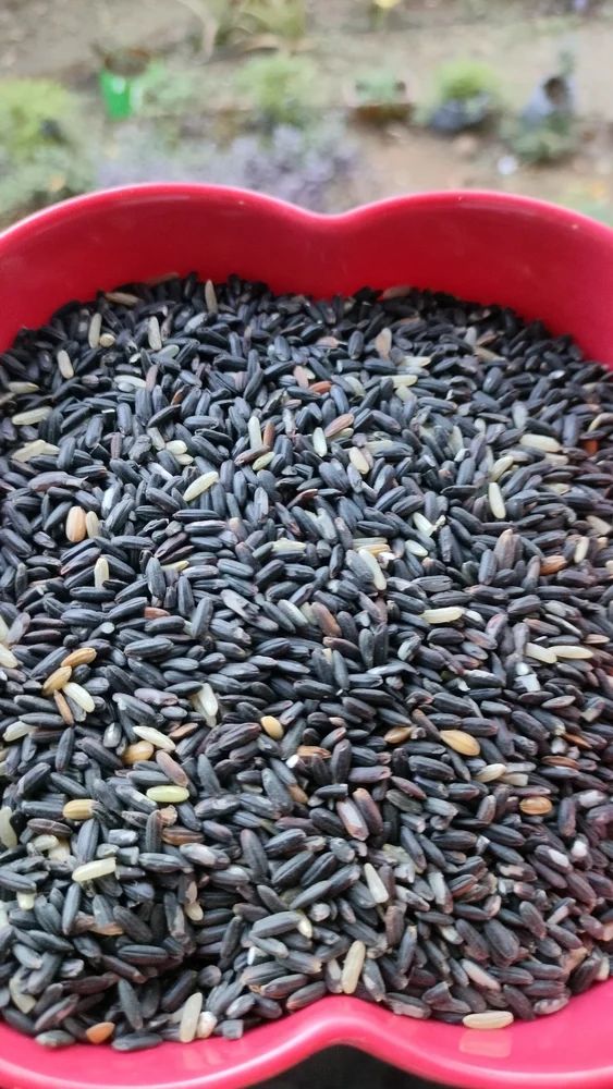 Wild Rice