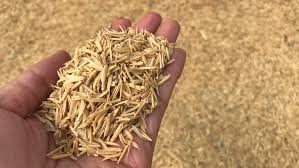 Rice Husk