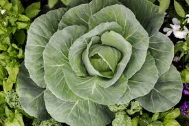 Green Natural Cabbage