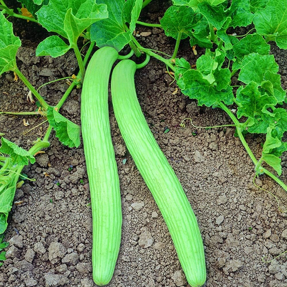 Cucumber