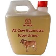 Cow Urine