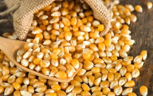 Quality Popcorn Seeds