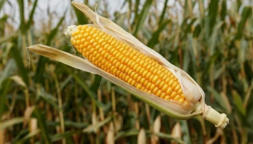 Yellow Raw Maize Loose in Jute Bag