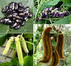 Mucuna Pruriens Seeds
