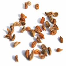 Parsley Seeds