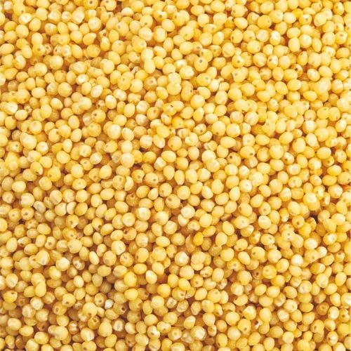 Bhagar Samo Rice ( Samak ), Packaging Type: Loose, Packaging Size: 30 kg