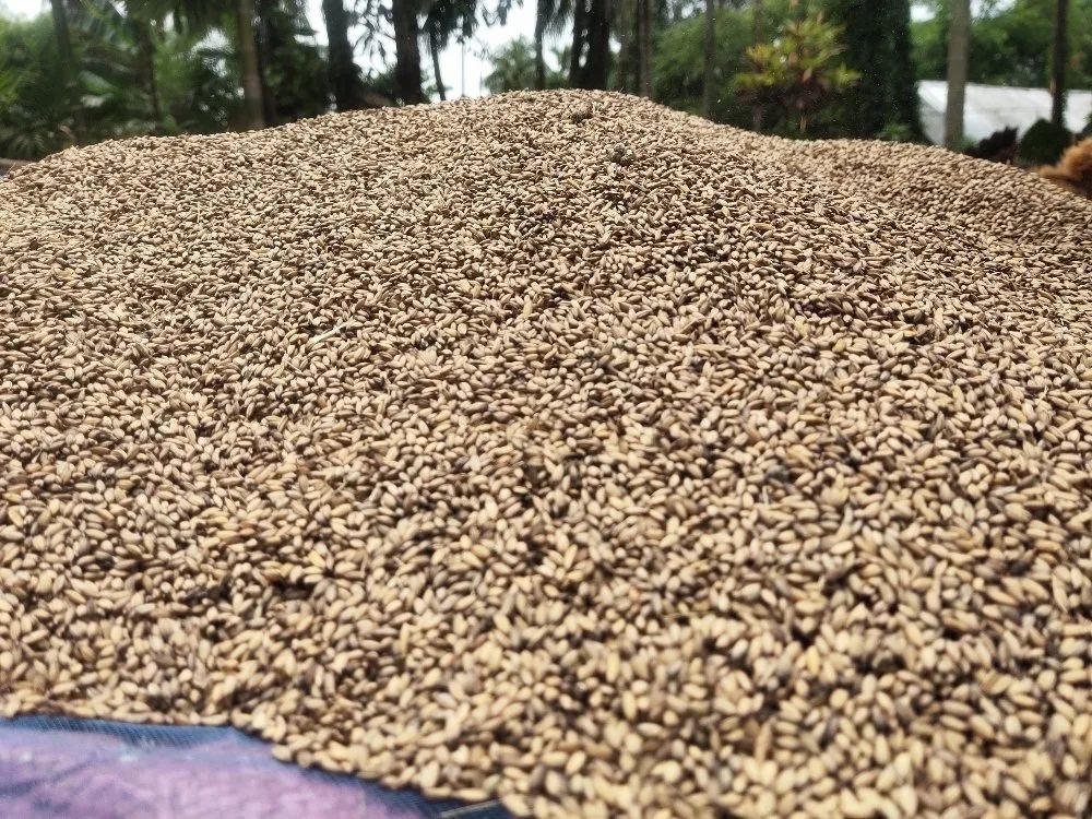 Aromatic Rice (Joha Rice Assam)