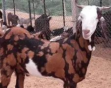 Sirohi Goat