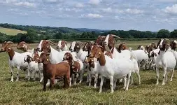 Boer Goat