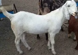 Sojat Goat