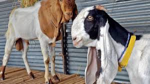 Jamunapari Goat