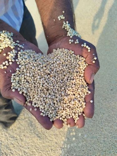 White Sorghum For Food, 25 Kg