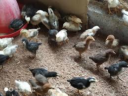 Country Chicken Chicks
