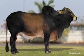 Sahiwal Bull