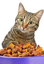 Cat Foods