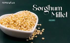 Sorghum 
